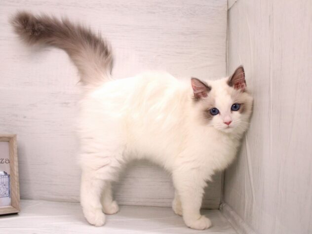 兵庫県のラグドール (ペット・プラザ アミーゴ神戸灘店/2025年11月25日生まれ/女の子/シールポイントバイカラー)の子猫の1枚目の画像