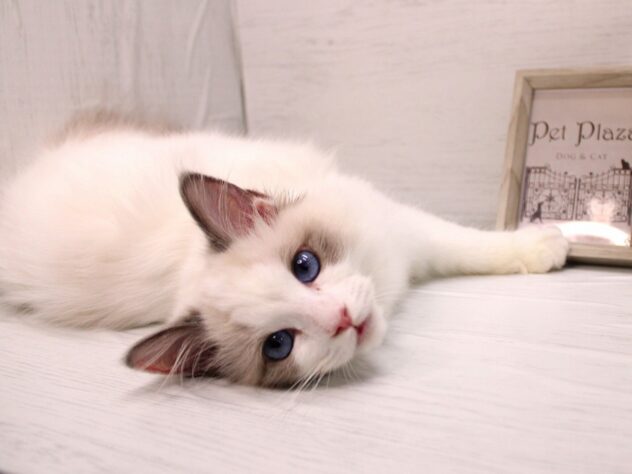 兵庫県のラグドール (ペット・プラザ アミーゴ神戸灘店/2025年11月25日生まれ/女の子/シールポイントバイカラー)の子猫の2枚目の画像