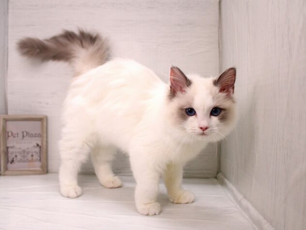 兵庫県のラグドール (ペット・プラザ アミーゴ神戸灘店/2025年11月25日生まれ/女の子/シールポイントバイカラー)の子猫の3枚目の画像