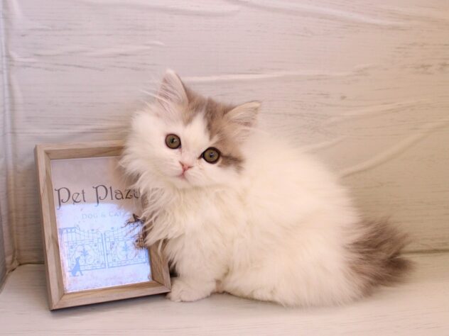 兵庫県のミヌエット (ペット・プラザ アミーゴ神戸灘店/2025年11月22日生まれ/男の子/ブルータビーホワイト)の子猫の1枚目の画像