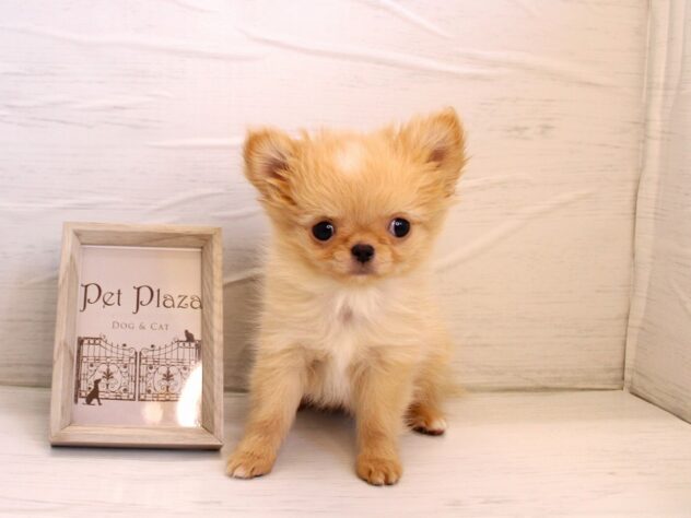 兵庫県のチワワ(ロング) (ペット・プラザ アミーゴ神戸灘店/2025年11月16日生まれ/男の子/クリームホワイト)の子犬の4枚目の画像