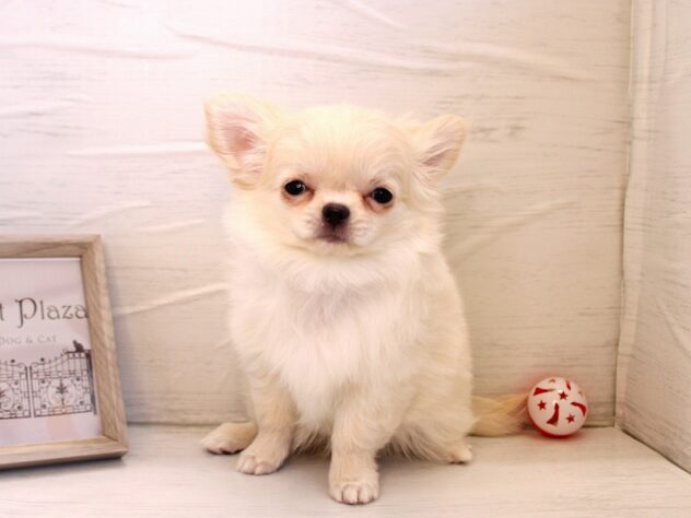 兵庫県のチワワ(ロング) (ペット・プラザ アミーゴ神戸灘店/2026年11月23日生まれ/女の子/クリーム)の子犬の1枚目の画像