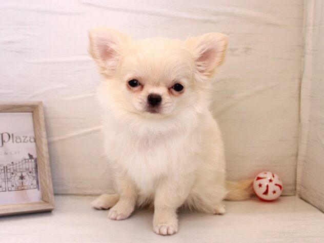 兵庫県のチワワ(ロング) (ペット・プラザ アミーゴ神戸灘店/2026年11月23日生まれ/女の子/クリーム)の子犬の3枚目の画像