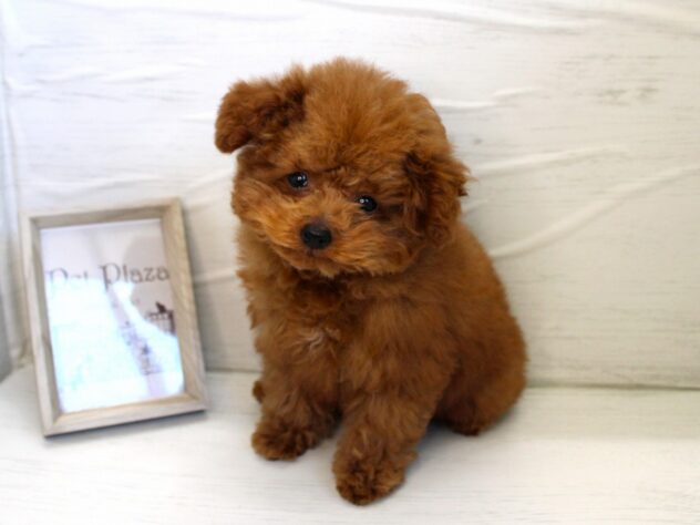 兵庫県のトイプードル(トイ) (ペット・プラザ アミーゴ神戸灘店/2025年11月3日生まれ/女の子/レッドフォーン)の子犬の2枚目の画像