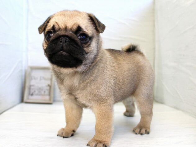 兵庫県のパグ (ペット・プラザ アミーゴ神戸灘店/2025年12月13日生まれ/男の子/フォーン)の子犬の1枚目の画像