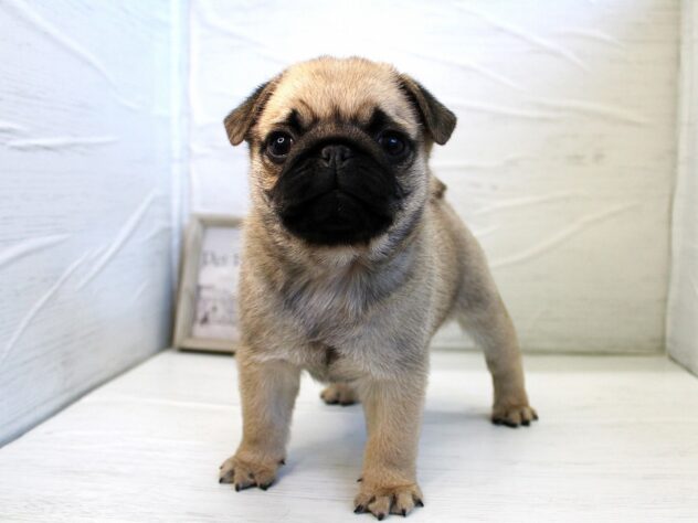 兵庫県のパグ (ペット・プラザ アミーゴ神戸灘店/2025年12月13日生まれ/男の子/フォーン)の子犬の3枚目の画像