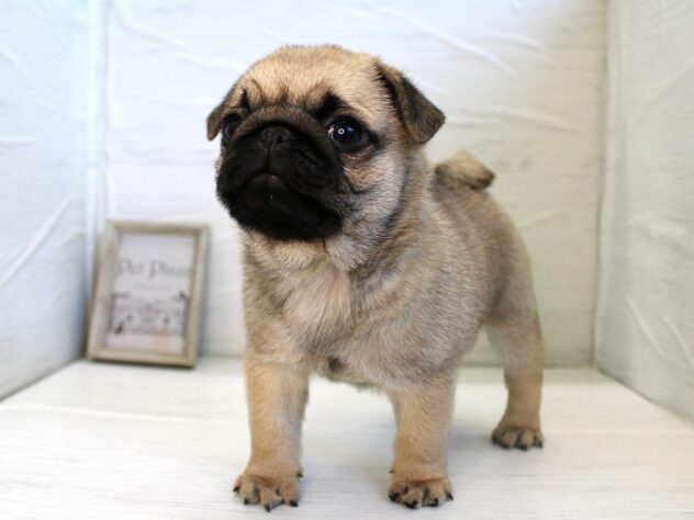 兵庫県のパグ (ペット・プラザ アミーゴ神戸灘店/2025年12月13日生まれ/男の子/フォーン)の子犬の4枚目の画像