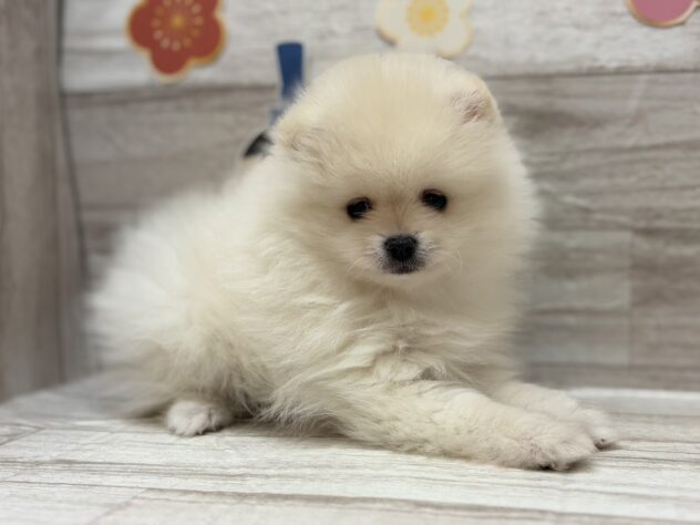 岩手県のポメラニアン (アミーゴ一関店/2025年12月4日生まれ/男の子/クリーム)の子犬