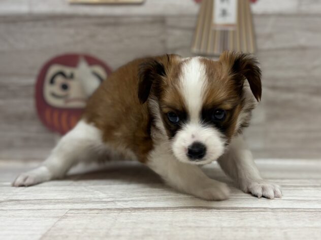 岩手県のパピヨン (アミーゴ一関店/2025年11月11日生まれ/男の子/ホワイトブラウン)の子犬