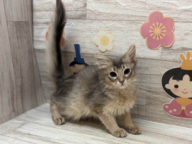 岩手県のソマリ (アミーゴ一関店/2025年10月22日生まれ/男の子/ブルー)の子猫