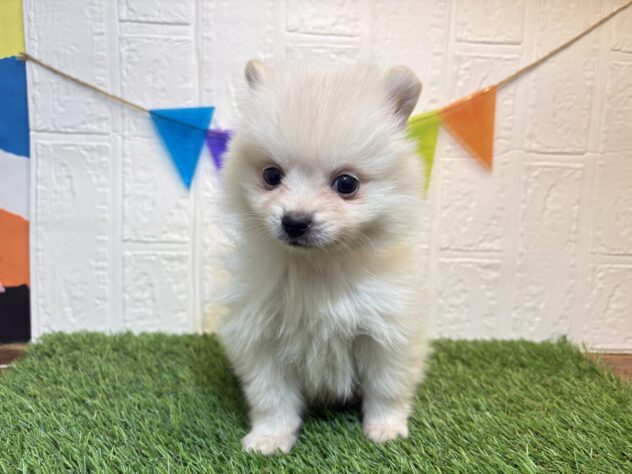 新潟県のポメラニアン (アミーゴ紫竹山店/2025年12月9日生まれ/男の子/クリーム)の子犬