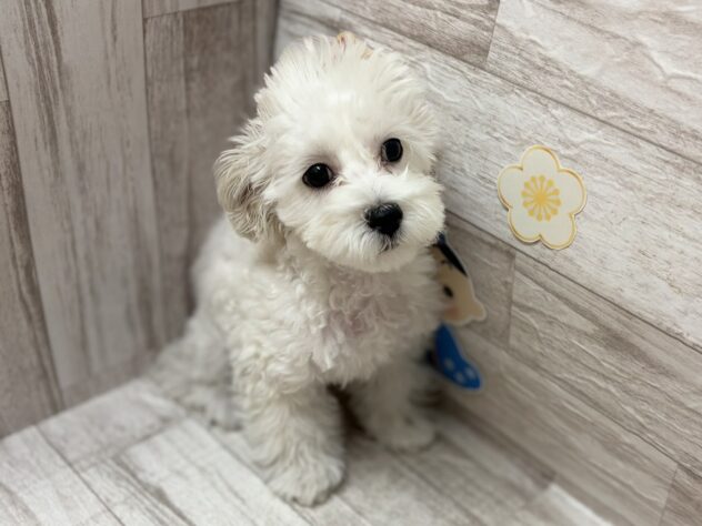 岩手県のハーフ犬・ミックス犬 (アミーゴ一関店/2025年10月14日生まれ/男の子/クリーム)の子犬