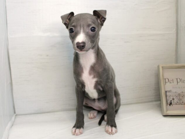 兵庫県のイタリアングレーハウンド (ペット・プラザ アミーゴ神戸灘店/2025年12月20日生まれ/女の子/ブルーホワイトマーキングス)の子犬の4枚目の画像
