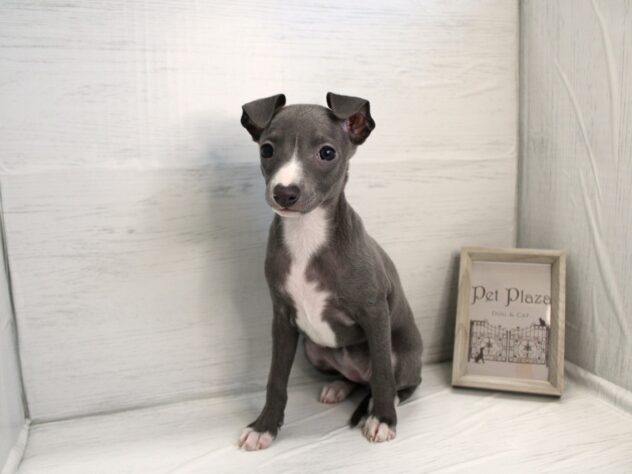 兵庫県のイタリアングレーハウンド (ペット・プラザ アミーゴ神戸灘店/2025年12月20日生まれ/女の子/ブルーホワイトマーキングス)の子犬の1枚目の画像