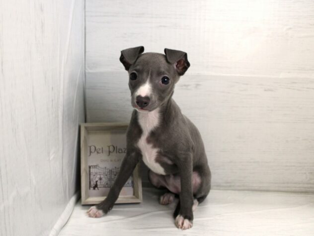 兵庫県のイタリアングレーハウンド (ペット・プラザ アミーゴ神戸灘店/2025年12月20日生まれ/女の子/ブルーホワイトマーキングス)の子犬の3枚目の画像