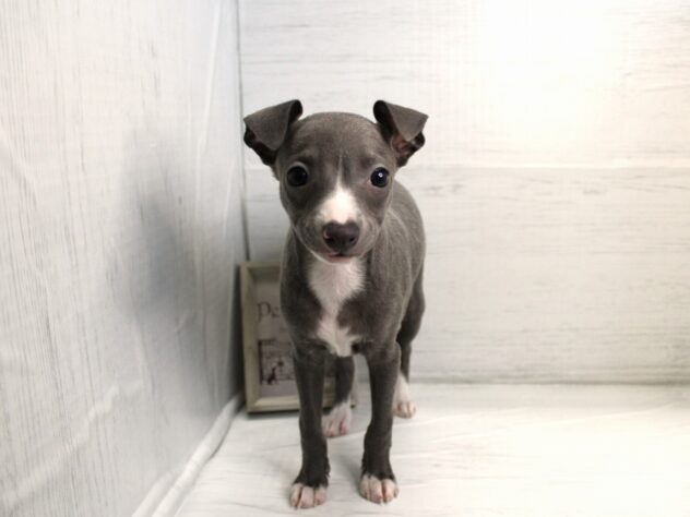 兵庫県のイタリアングレーハウンド (ペット・プラザ アミーゴ神戸灘店/2025年12月20日生まれ/女の子/ブルーホワイトマーキングス)の子犬の2枚目の画像