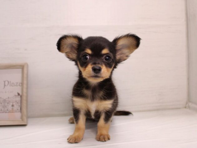 兵庫県のハーフ犬・ミックス犬 (ペット・プラザ アミーゴ神戸灘店/2025年12月7日生まれ/女の子/ブラックタン)の子犬の1枚目の画像