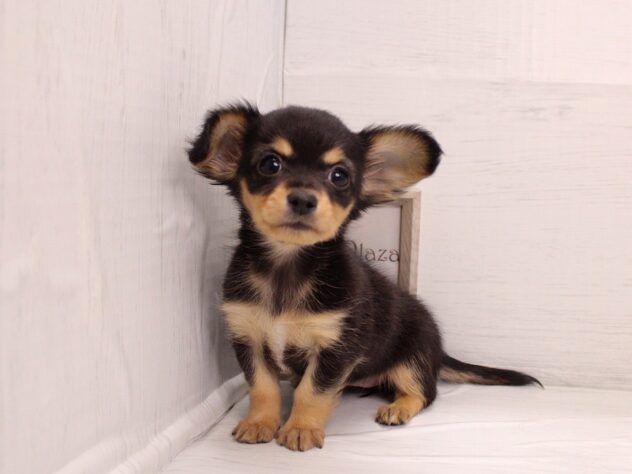 兵庫県のハーフ犬・ミックス犬 (ペット・プラザ アミーゴ神戸灘店/2025年12月7日生まれ/女の子/ブラックタン)の子犬の3枚目の画像