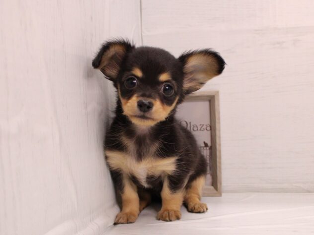 兵庫県のハーフ犬・ミックス犬 (ペット・プラザ アミーゴ神戸灘店/2025年12月7日生まれ/女の子/ブラックタン)の子犬の2枚目の画像