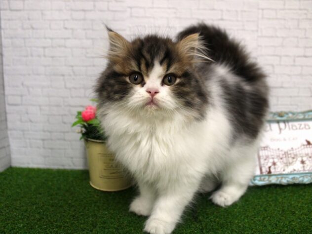 兵庫県のスコティッシュストレート (ペット・プラザ アミーゴ尼崎昭和通店/2025年11月13日生まれ/女の子/ブラウンタビーホワイト)の子猫の1枚目の画像