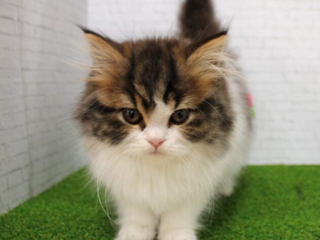 兵庫県のスコティッシュストレート (ペット・プラザ アミーゴ尼崎昭和通店/2025年11月13日生まれ/女の子/ブラウンタビーホワイト)の子猫の2枚目の画像