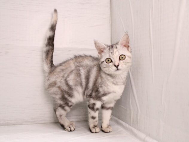 兵庫県のアメリカンショートヘアー (ペット・プラザ アミーゴ神戸灘店/2025年11月18日生まれ/女の子/シルバーパッチドタビー)の子猫の2枚目の画像