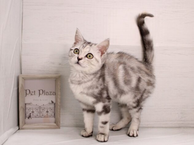 兵庫県のアメリカンショートヘアー (ペット・プラザ アミーゴ神戸灘店/2025年11月18日生まれ/女の子/シルバーパッチドタビー)の子猫の1枚目の画像