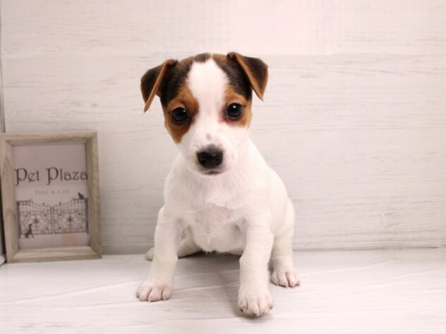 兵庫県のジャックラッセルテリア (ペット・プラザ アミーゴ神戸灘店/2025年12月21日生まれ/女の子/トライカラー)の子犬の2枚目の画像