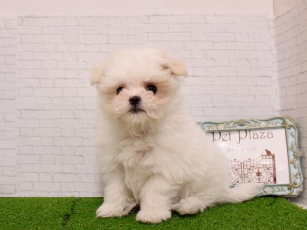 兵庫県のポメマル/マルポメ(ポメラニアン×マルチーズ) (ペット・プラザ アミーゴ尼崎昭和通店/2025年12月15日生まれ/女の子/ホワイトクリーム)の子犬の3枚目の画像