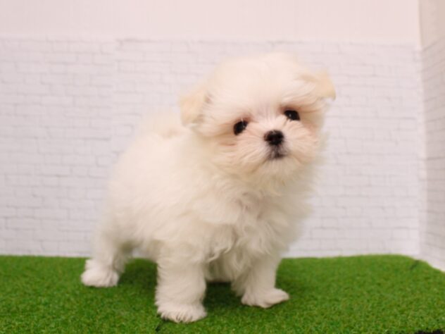 兵庫県のポメマル/マルポメ(ポメラニアン×マルチーズ) (ペット・プラザ アミーゴ尼崎昭和通店/2025年12月15日生まれ/女の子/ホワイトクリーム)の子犬の2枚目の画像