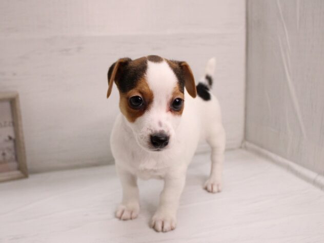 兵庫県のジャックラッセルテリア (ペット・プラザ アミーゴ神戸灘店/2025年12月21日生まれ/女の子/トライカラー)の子犬の3枚目の画像