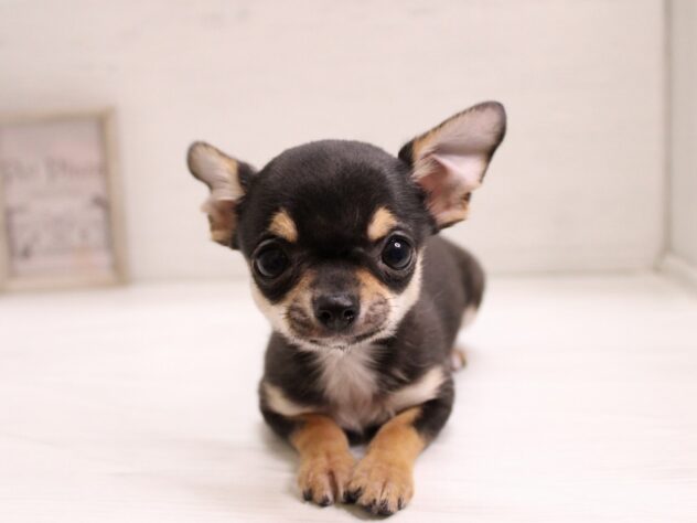 兵庫県のチワワ(スムース) (ペット・プラザ アミーゴ神戸灘店/2025年11月7日生まれ/男の子/ブラックタン)の子犬の2枚目の画像