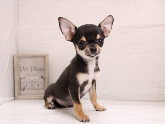 兵庫県のチワワ(スムース) (ペット・プラザ アミーゴ神戸灘店/2025年11月7日生まれ/男の子/ブラックタン)の子犬の1枚目の画像