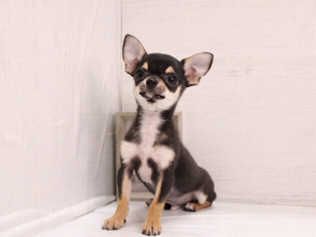 兵庫県のチワワ(スムース) (ペット・プラザ アミーゴ神戸灘店/2025年11月7日生まれ/男の子/ブラックタン)の子犬の3枚目の画像