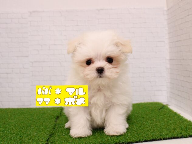 兵庫県のポメマル/マルポメ(ポメラニアン×マルチーズ) (ペット・プラザ アミーゴ尼崎昭和通店/2025年12月15日生まれ/女の子/ホワイトクリーム)の子犬の1枚目の画像