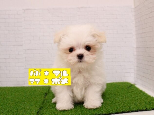 兵庫県のポメマル/マルポメ(ポメラニアン×マルチーズ) (ペット・プラザ アミーゴ尼崎昭和通店/2025年12月15日生まれ/女の子/ホワイトクリーム)の子犬の1枚目の画像