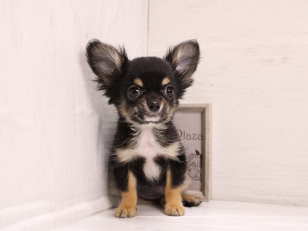 兵庫県のチワワ(ロング) (ペット・プラザ アミーゴ神戸灘店/2025年11月7日生まれ/男の子/ブラックタン)の子犬の1枚目の画像