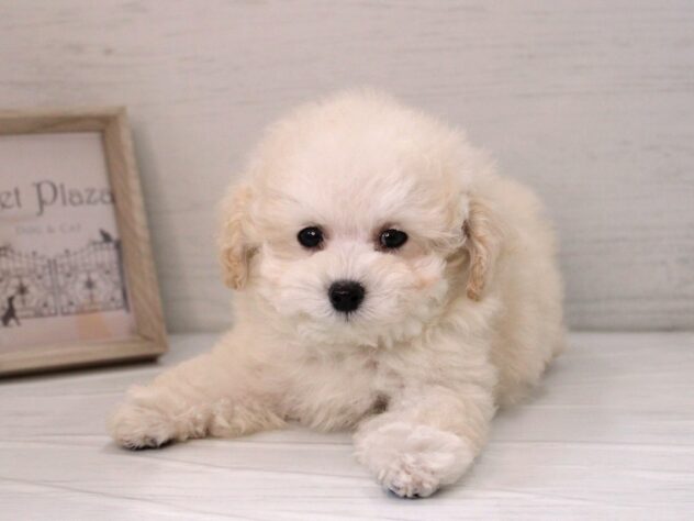 兵庫県のトイプードル(トイ) (ペット・プラザ アミーゴ神戸灘店/2025年12月19日生まれ/男の子/ホワイト)の子犬の1枚目の画像