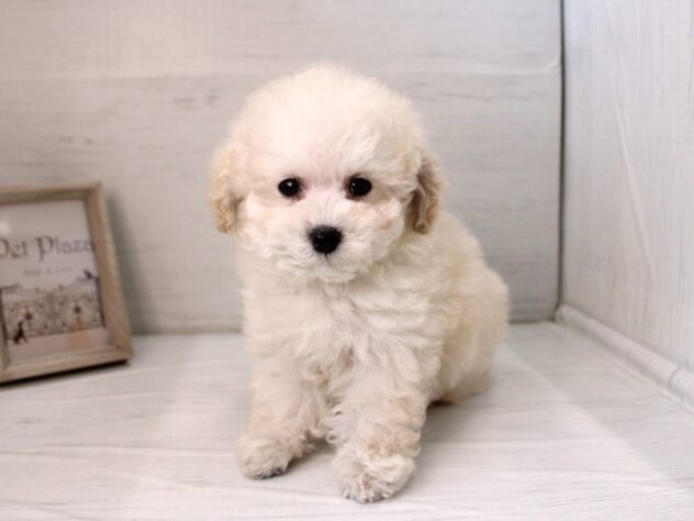 兵庫県のトイプードル(トイ) (ペット・プラザ アミーゴ神戸灘店/2025年12月19日生まれ/男の子/ホワイト)の子犬の2枚目の画像