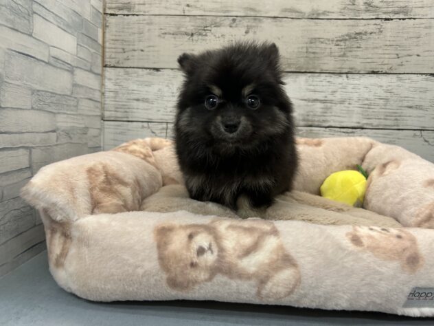 広島県のハーフ犬・ミックス犬 (アミーゴ多治米店/2025年12月17日生まれ/男の子/ブラックタン)の子犬の1枚目の画像