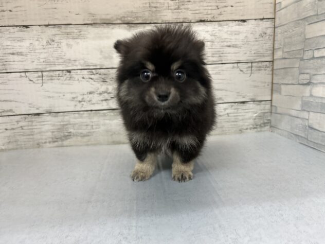 広島県のハーフ犬・ミックス犬 (アミーゴ多治米店/2025年12月17日生まれ/男の子/ブラックタン)の子犬の2枚目の画像