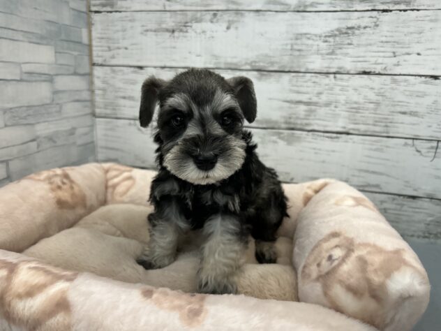 広島県のミニチュアシュナウザー (アミーゴ多治米店/2025年12月28日生まれ/男の子/ソルトペッパー)の子犬の1枚目の画像