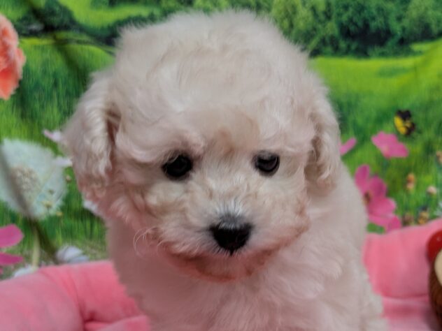 和歌山県のトイプードル(トイ) (アミーゴ和歌山太田店/2025年12月7日生まれ/女の子/ホワイト)の子犬の1枚目の画像