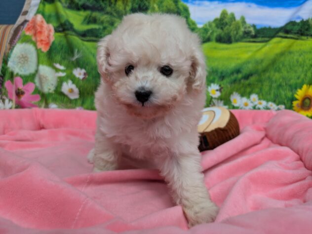 和歌山県のトイプードル(トイ) (アミーゴ和歌山太田店/2025年12月7日生まれ/女の子/ホワイト)の子犬の3枚目の画像