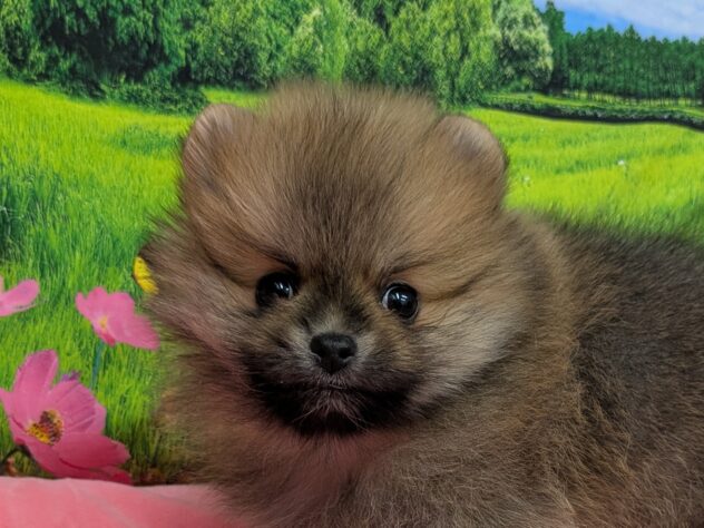 和歌山県のポメラニアン (アミーゴ和歌山太田店/2025年12月22日生まれ/男の子/オレンジセーブル)の子犬の1枚目の画像