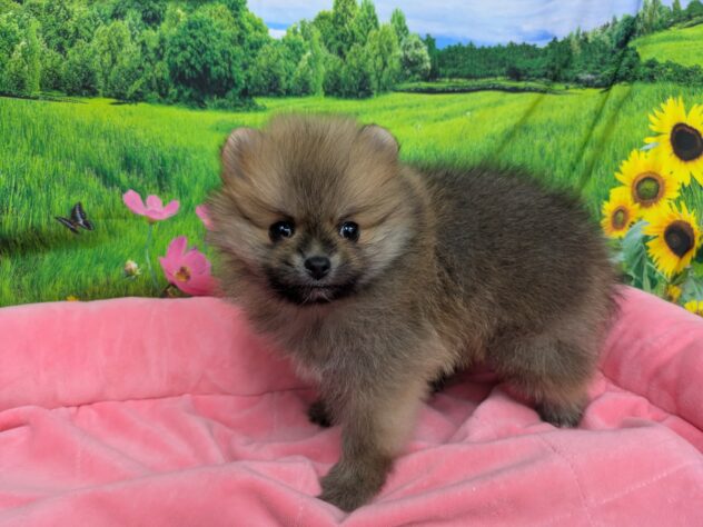 和歌山県のポメラニアン (アミーゴ和歌山太田店/2025年12月22日生まれ/男の子/オレンジセーブル)の子犬の2枚目の画像