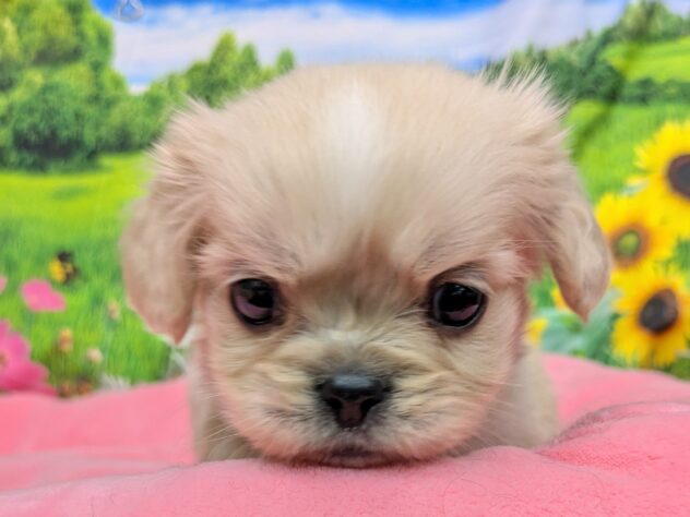 和歌山県のハーフ犬・ミックス犬 (アミーゴ和歌山太田店/2025年12月22日生まれ/男の子/クリームホワイト)の子犬の1枚目の画像