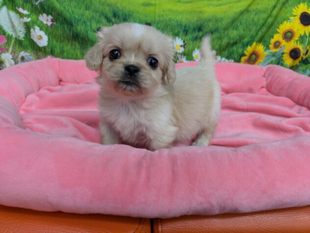 和歌山県のハーフ犬・ミックス犬 (アミーゴ和歌山太田店/2025年12月22日生まれ/男の子/クリームホワイト)の子犬の2枚目の画像