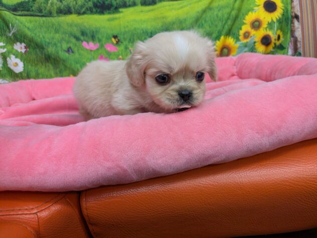 和歌山県のハーフ犬・ミックス犬 (アミーゴ和歌山太田店/2025年12月22日生まれ/男の子/クリームホワイト)の子犬の3枚目の画像