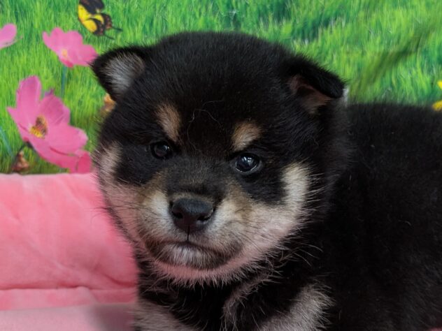 和歌山県の柴犬(標準サイズ) (アミーゴ和歌山太田店/2025年12月22日生まれ/男の子/黒)の子犬